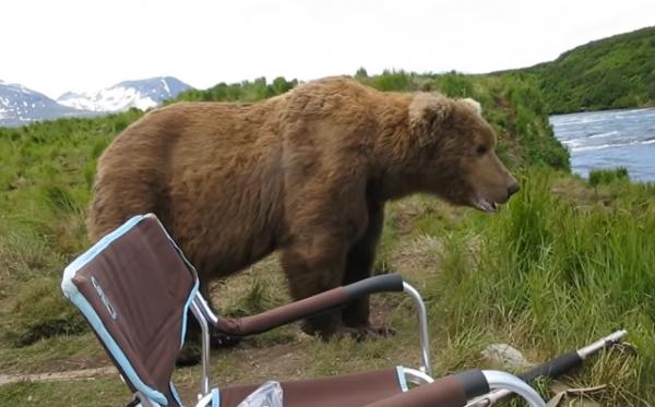 國外網友釣魚時，和熊偶遇，為什麼熊沒有攻擊這些釣友呢？