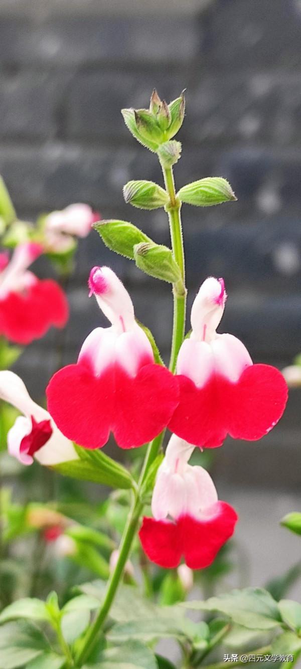 樂觀人生需要陽光心態