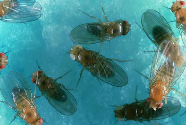 “吃得少、活得久”的說法,真的可信嗎?實驗結果告訴你答案 “吃得少、活得久”的說法,真的可信嗎?實驗結果告訴你答案