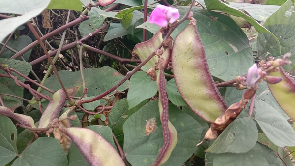 扁豆在農村家家都有，能健胃益脾，好多人不知道它的好處