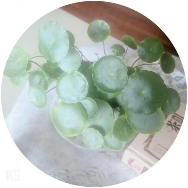 與草木為伍，心情妙哉