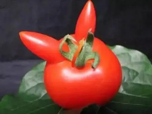 大自然真是無奇不有啊!快來看看畸形的果蔬吧 大自然真是無奇不有啊!快來看看畸形的果蔬吧