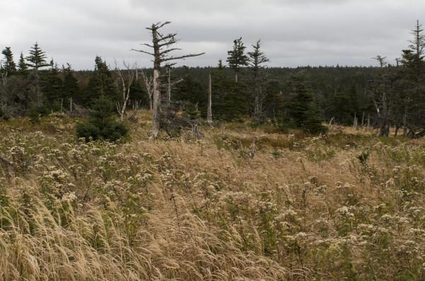 回顧加拿大之旅——布雷頓角