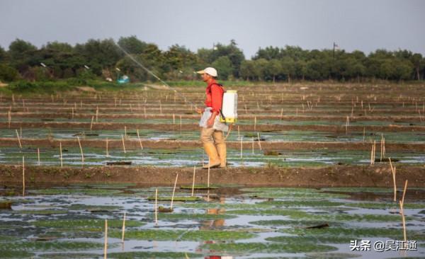 同裡雞頭米好吃有何秘訣？