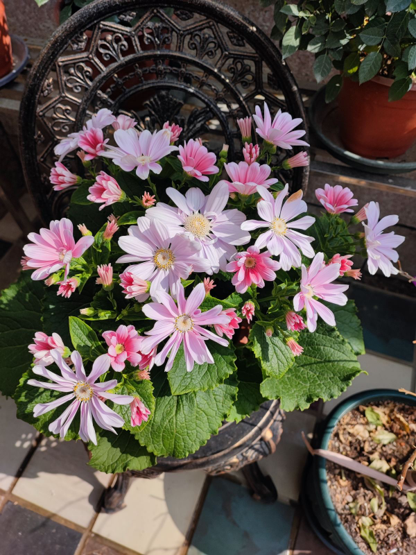 4種花適合短時間養殖，開敗了就扔掉，別心疼