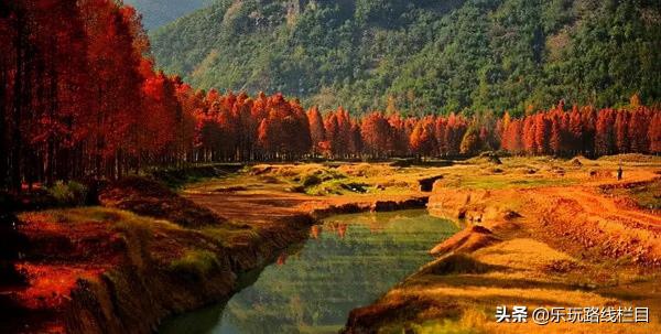 山明水淨夜來霜，數樹深紅出淺黃，臨海終於到了最美的時節