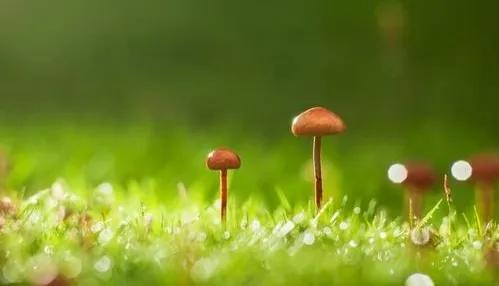 走出“蘑菇期”，成就不一樣的自己