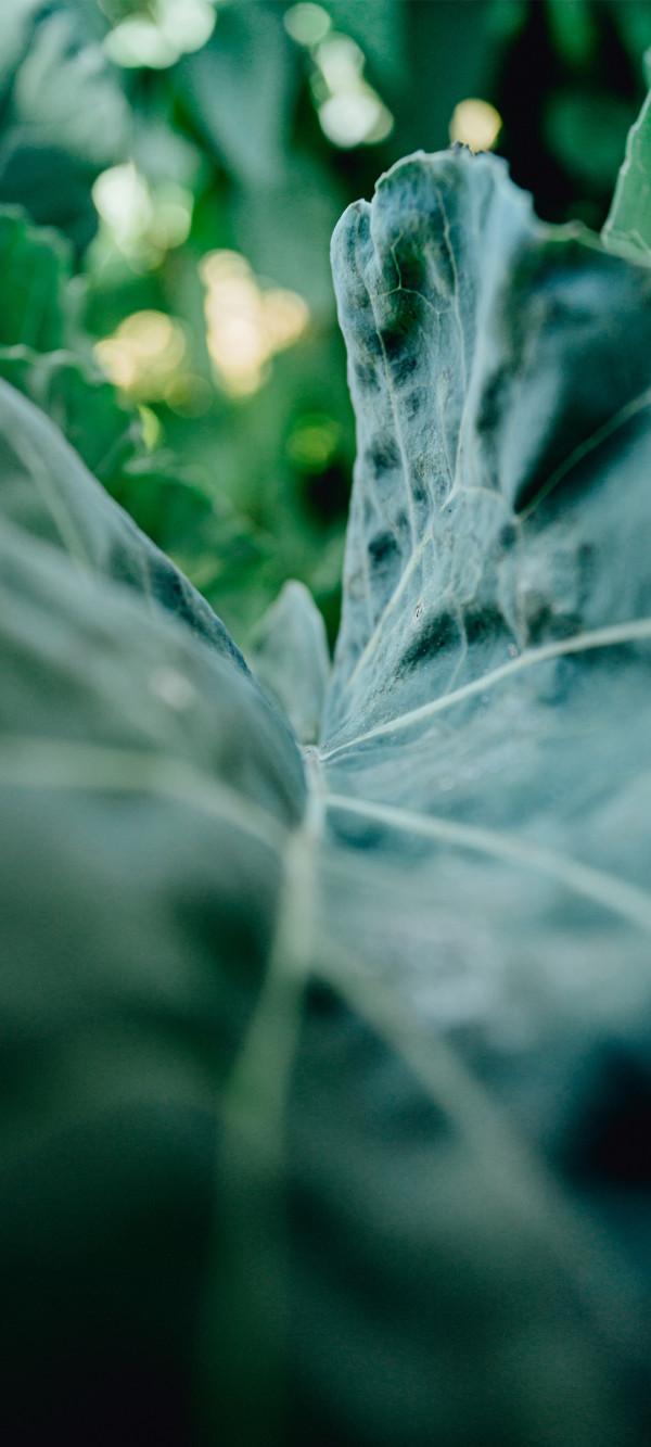 高畫質、完美、無水印的養眼綠植桌布，只送給懂行的你