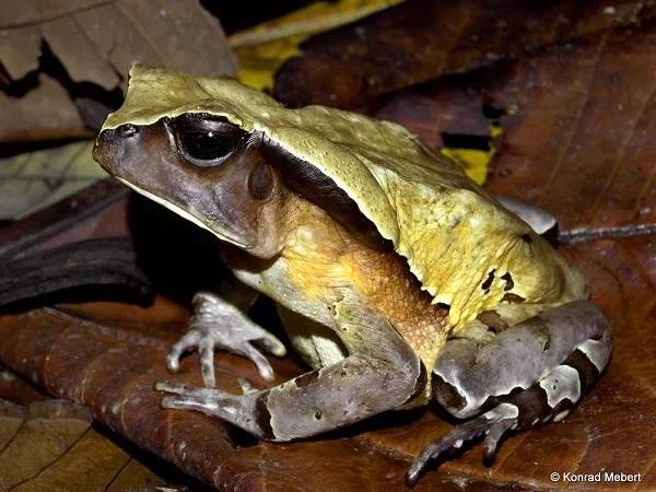 作為一隻蛤蟆,我已經很努力了 作為一隻蛤蟆,我已經很努力了