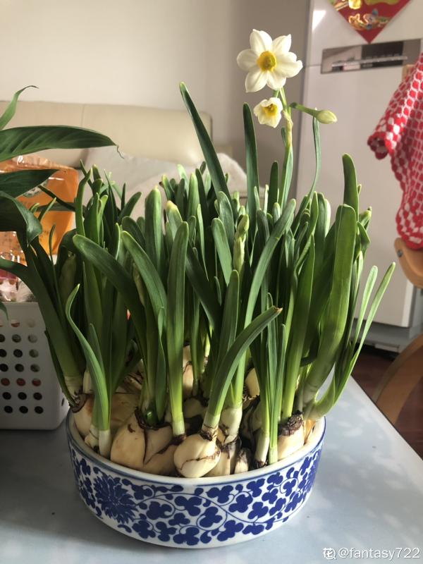 7種花，冬天人氣旺，夏天該咋養？