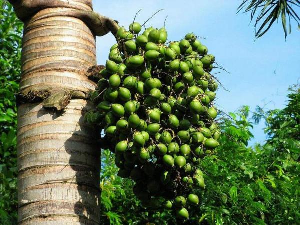 6000萬國人的噩夢，檳榔危害有多大，我們是如何掉入檳榔的陷阱？