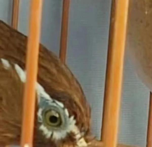 遛鳥那些事 遛鳥那些事