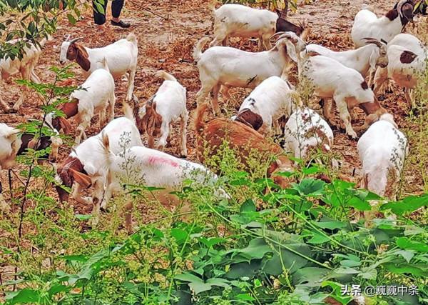 5旬寡母種7畝地養1群羊,10年賺60萬,娶媳婦蓋房一場空,咋回事 5旬寡母種7畝地養1群羊,10年賺60萬,娶媳婦蓋房一場空,咋回事