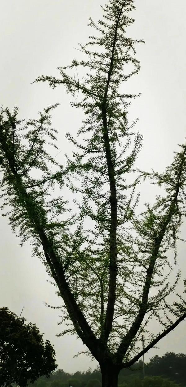 為你揭秘，為什麼歷史上一直是北方人統治南方人？