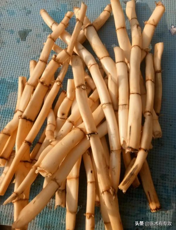 每天認識一味中藥－－蘆根