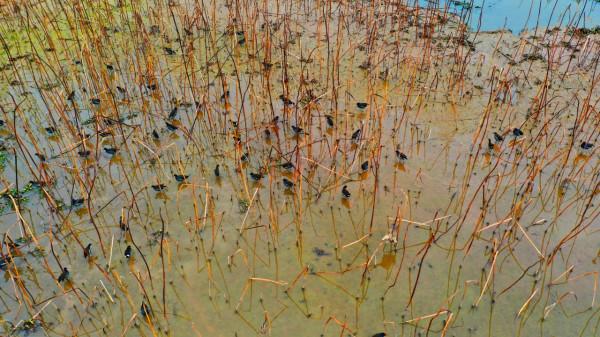 江西泰和：冬日溼地候鳥覓食