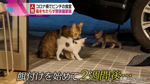 日本某網紅餐廳驚現巨型貓,網友:這麼大的貓是真實存在的嗎? 日本某網紅餐廳驚現巨型貓,網友:這麼大的貓是真實存在的嗎?