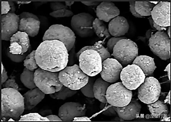 最懷才不遇的生物物理學家,發現全新生命種類,創立另類生命之樹 最懷才不遇的生物物理學家,發現全新生命種類,創立另類生命之樹