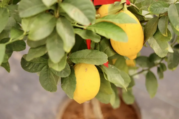 我們的節日 &vert; 給你的年味錦上添&OpenCurlyDoubleQuote;花&rdquo;！