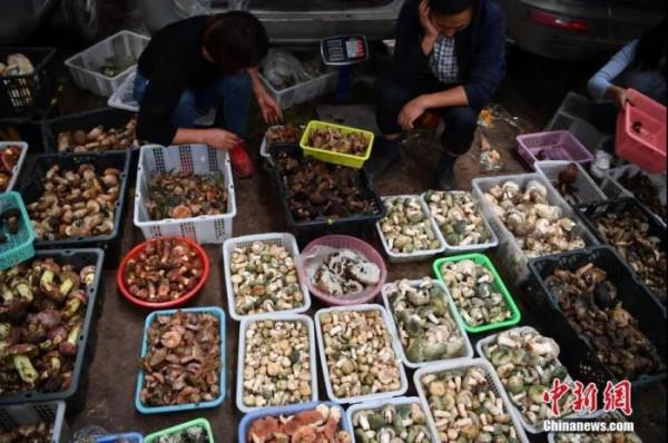 雲南到底有多美？誰沒去過誰後悔……