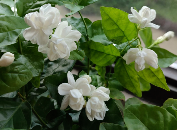 4種養人花,養在家裡對身體好,很適合中老年人 4種養人花,養在家裡對身體好,很適合中老年人