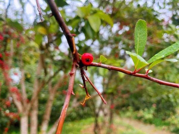 火棘串串枝上紅，蓬蓬綠葉透晶瑩
