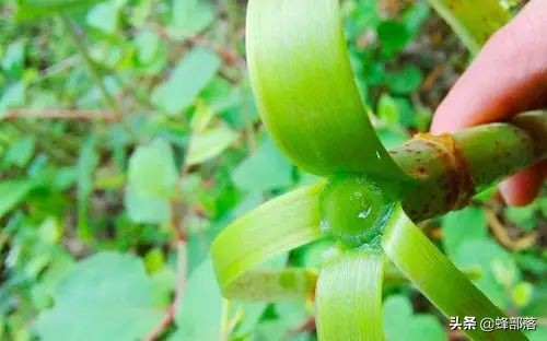 長出來會使地面破裂，農藥也毒不死的酸筒杆，乾貨價格50元1斤