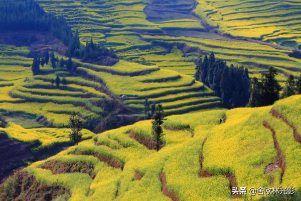 羅平馬街，一個把田地種成了風景畫的地方，山區賞花正當時哦