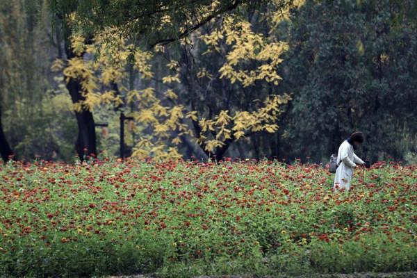 最愛北京，金秋如畫