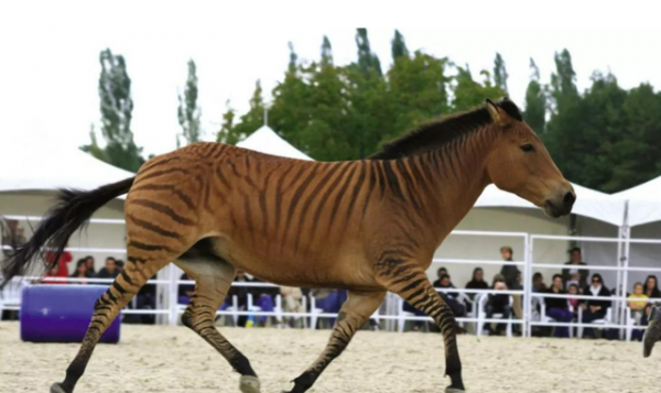 野生動物也會雜交，其後代有多慘？是否該禁止動物雜交？