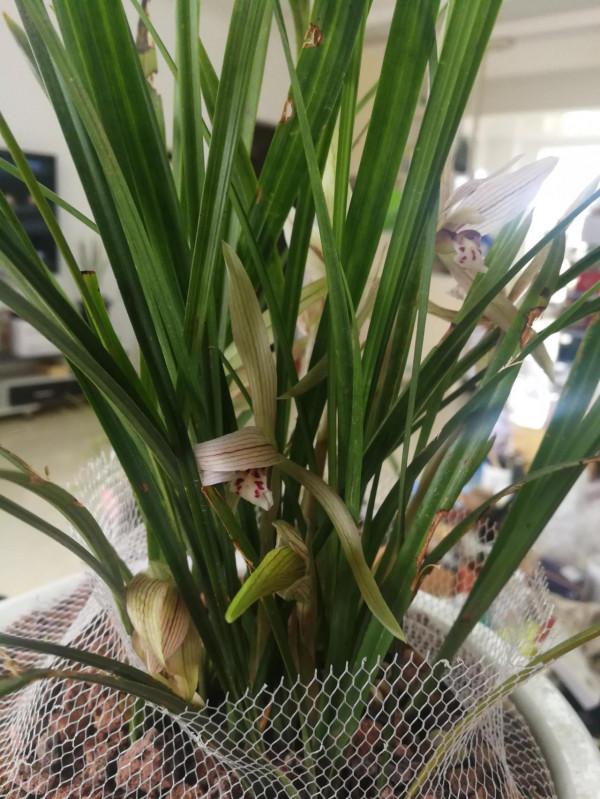 普草朵香開的旺