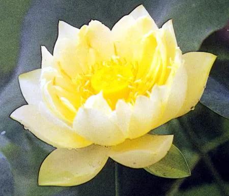 描寫荷花的優美語句，你喜歡哪句？