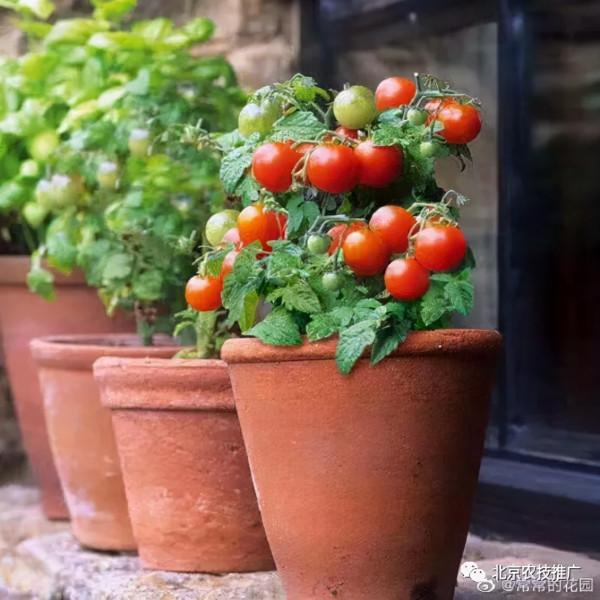 家庭百蔬園之矮生番茄 家庭百蔬園之矮生番茄