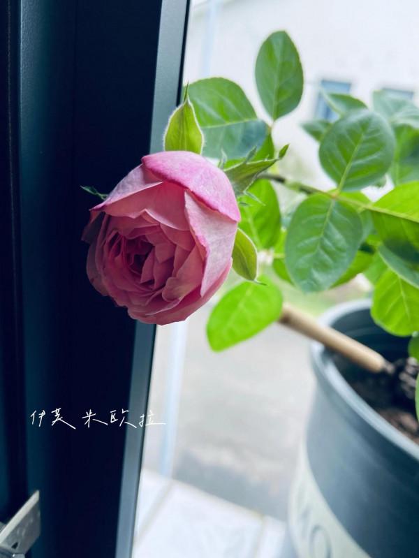 秋天的收穫：月季