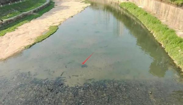 深圳一河道內到大魚成群，卻無人問津，這是為什麼呢？