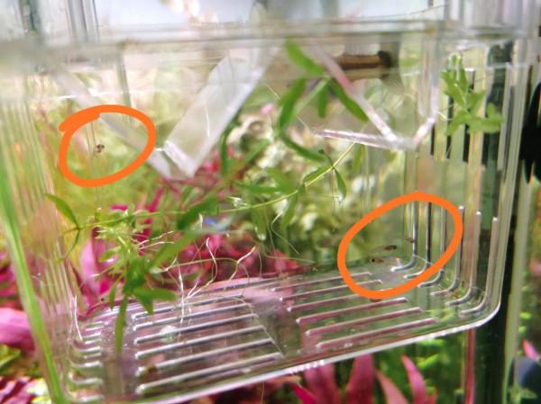 孔雀魚下小魚了