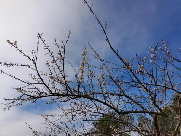馬巒山的白梅花都開啦 馬巒山的白梅花都開啦