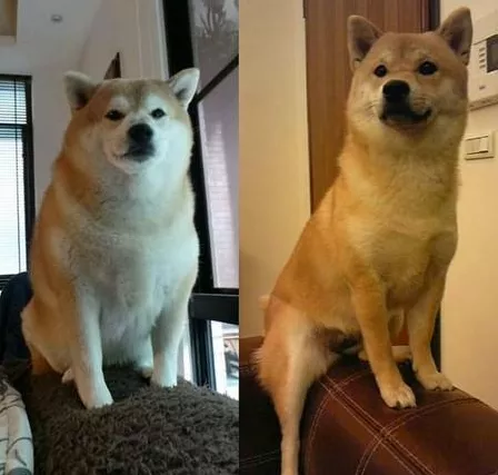 狗子因過於肥胖被拋棄，新主人幫它減肥成功後脫胎換骨