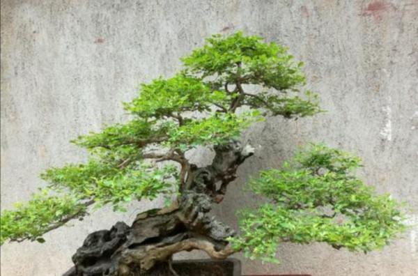 盆景不用買,5種常見的樹,做成盆景漂亮又美觀 盆景不用買,5種常見的樹,做成盆景漂亮又美觀