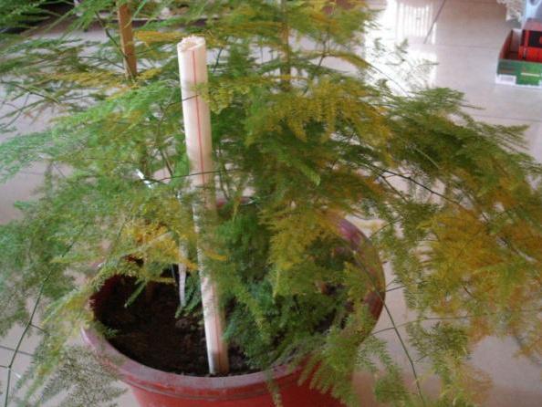 文竹養不好，是因為有“4怕”，不及時糾正，葉片就會發黃