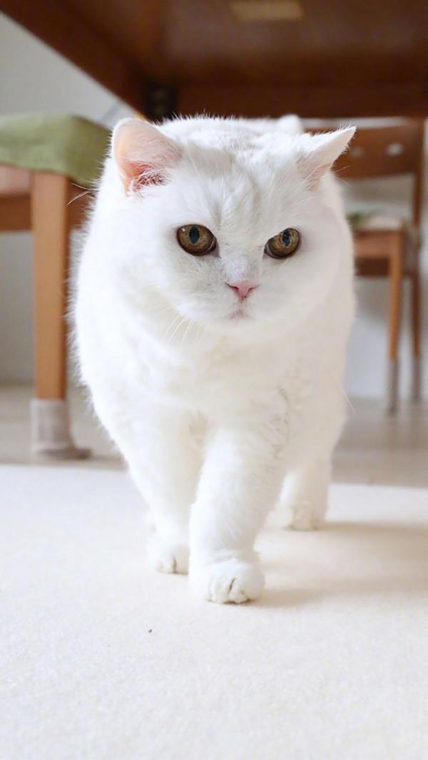 把貓獨自放在家裡七天的貓咪會生氣嗎? 把貓獨自放在家裡七天的貓咪會生氣嗎?