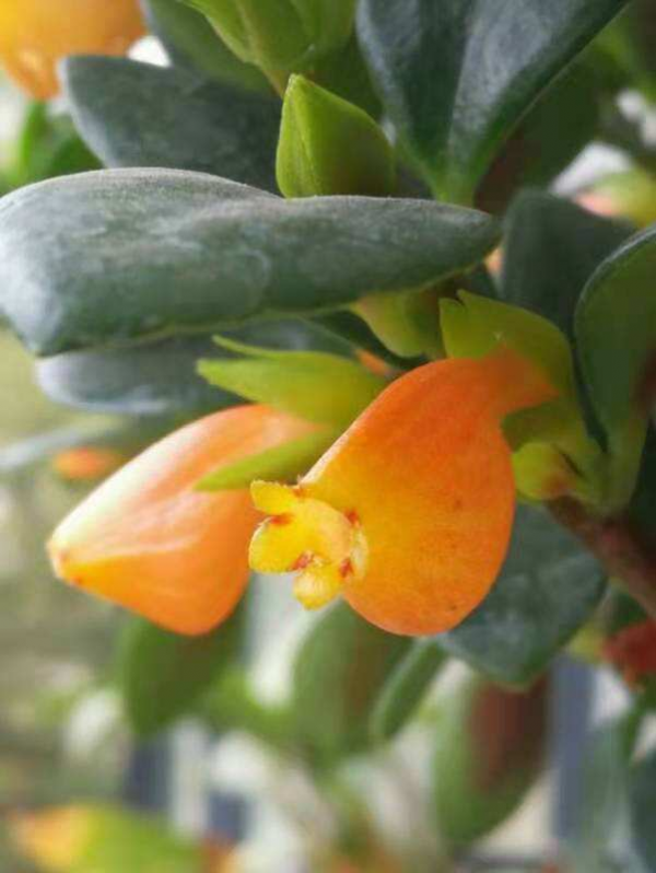 陽臺就養盆金魚吊蘭，滿盆開出小金魚，寓意年年有餘