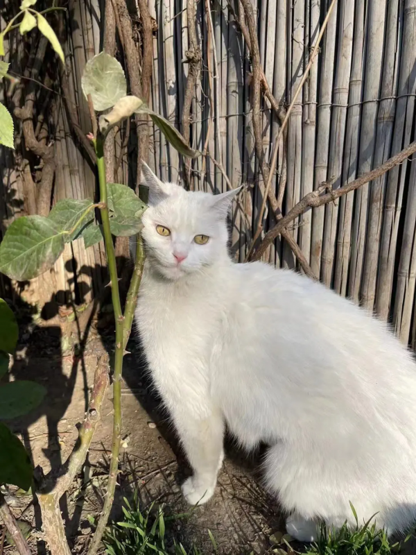 小嶽嶽：你知道我為了紅有多努力嗎？