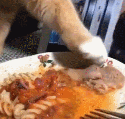 貓放一個屁,全家吃不下飯!真的好臭啊啊啊啊啊 貓放一個屁,全家吃不下飯!真的好臭啊啊啊啊啊