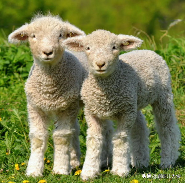 27種動物照片大集合,出生不久的小刺蝟長成這樣,大自然真神奇 27種動物照片大集合,出生不久的小刺蝟長成這樣,大自然真神奇