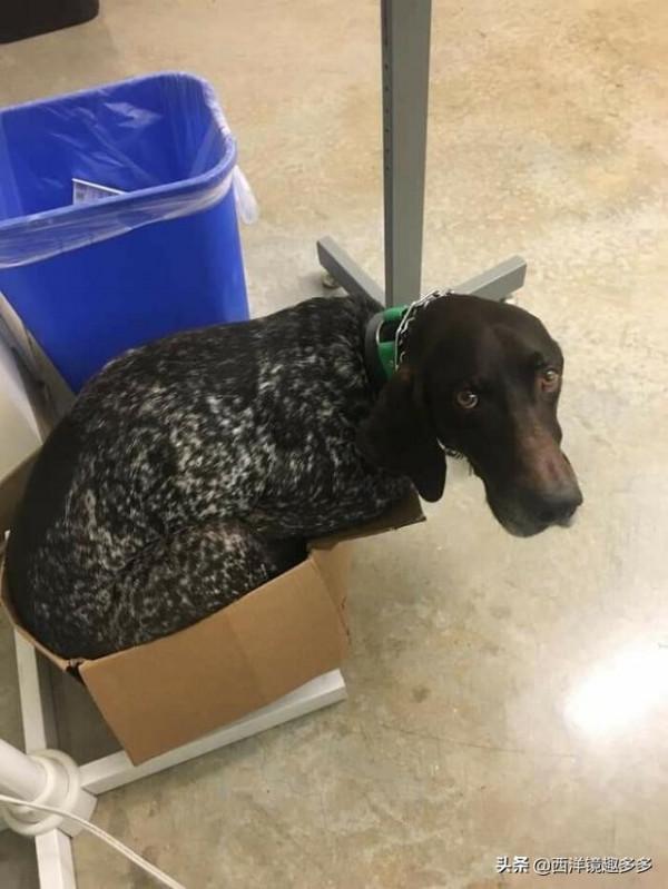 狗學貓樣,有些狗,養著養著就成了貓 狗學貓樣,有些狗,養著養著就成了貓