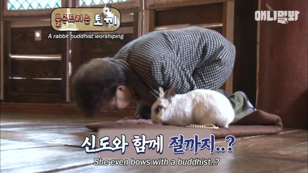 奇葩韓國高中生沉迷養雞，還帶雞上課，200只稀有雞震驚鳥類專家