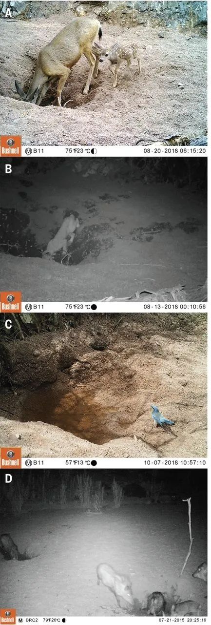 博物志 | 我命由我不由天——在沙漠挖洞的野驢