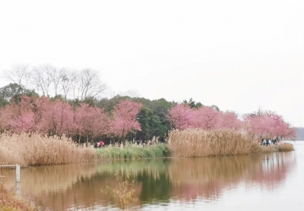 速來打卡！青龍湖超美冬櫻花上線~