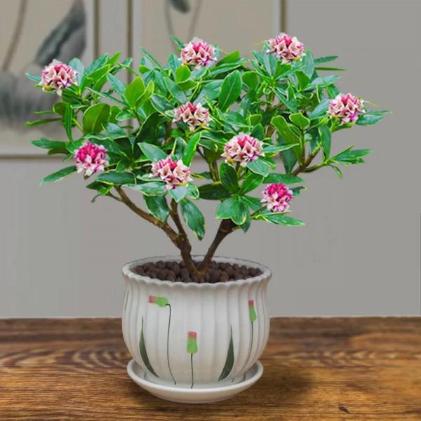 寓意祥瑞，瑞香花。過年養一盆，室內馨香，祥瑞安康